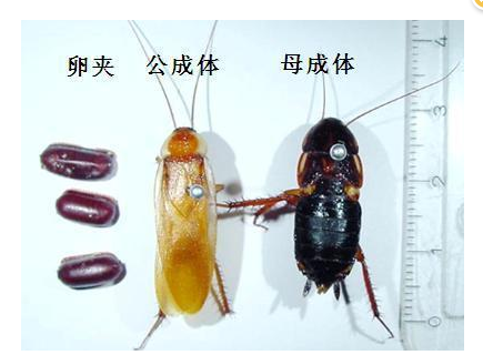 櫻桃紅蜚蠊 郁康 櫻桃紅蜚蠊 郁康