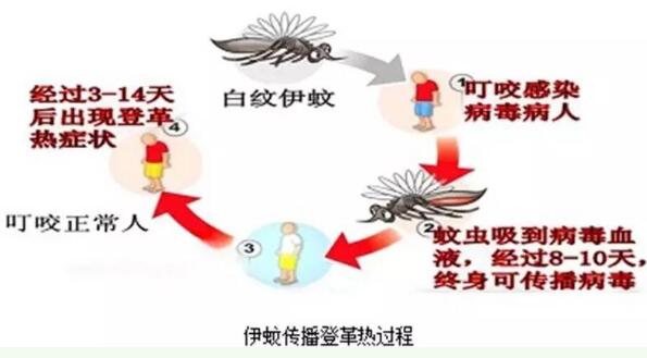 登革熱,郁康 登革熱,郁康