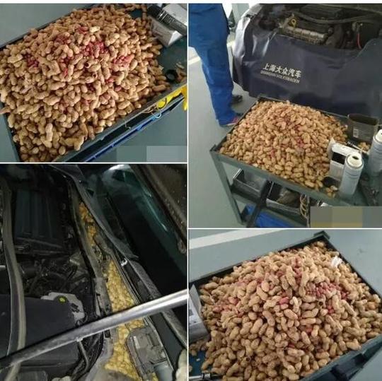 郁康,如何防止老鼠在你車(chē)?yán)锇布?老鼠,汽車(chē) 郁康,如何防止老鼠在你車(chē)?yán)锇布?老鼠,汽車(chē)